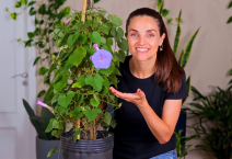 Ideias de Suportes para Trepadeiras + Plantio da Ipomeia Azul